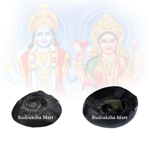 which shaligram is best|bangalore shaligram.